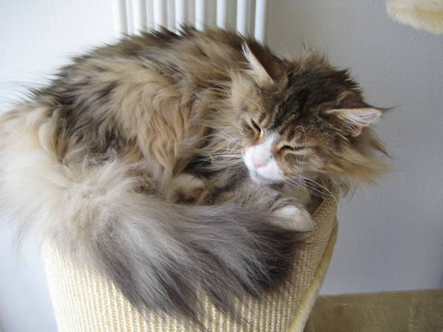 Elevage De Chats Maine Coon De Crest D El